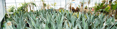 AGAVE category image