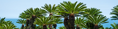 CYCAD category image