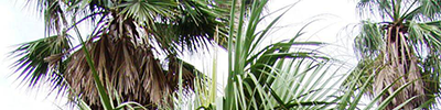 PALM category image