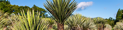 YUCCA category image