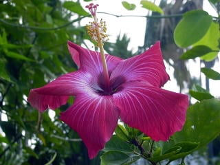 ハイビスカス