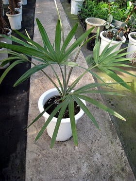 ビスマルクヤシ