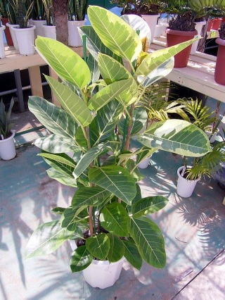 フィカス・アルテシーマ