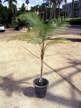 ブラジルヒメヤシ