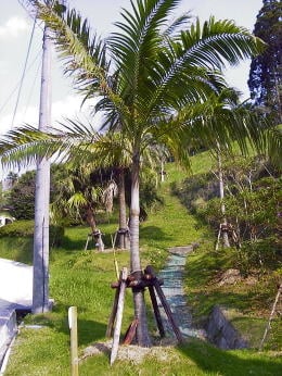 プリンセスヤシ