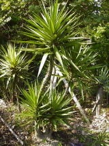 メキシコユッカ