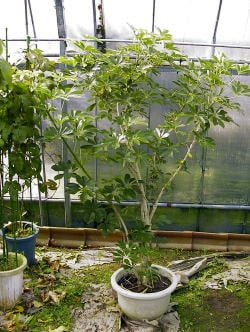 ホンコンカポック