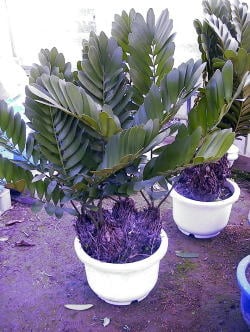 メキシコソテツ