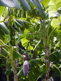 モンキーバナナ