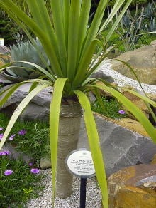 リュウケツジュ