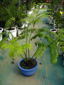 リュウビンタイ