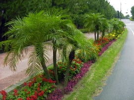 ロベレニーフェニックス