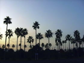 ワシントニアパーム