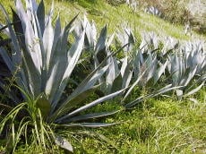 リュウゼツラン各種