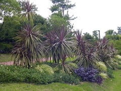 赤ドラセナ（コルディリネ赤）