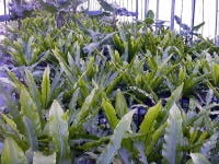 オオタニワタリ