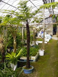 オニヘゴ（タイワンヘゴ）