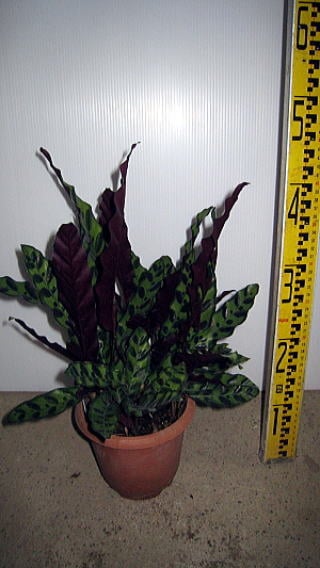 カラテア・ランシフォリア