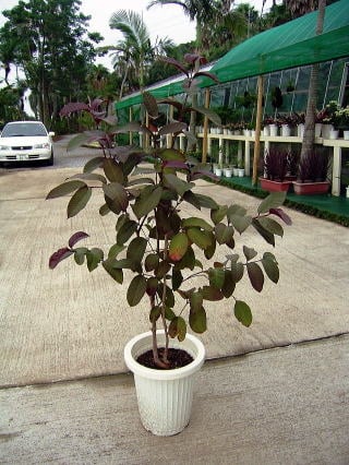 グアバ（バンジロー）