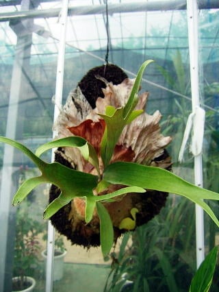 コウモリラン（ビカクシダ）