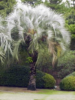 ココスヤシ（ヤタイヤシ）