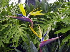 ゴクラクチョウカ