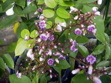 スターフルーツ