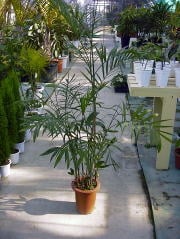 セフリジーヤシ