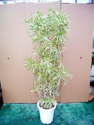 ソングオブインディアナ