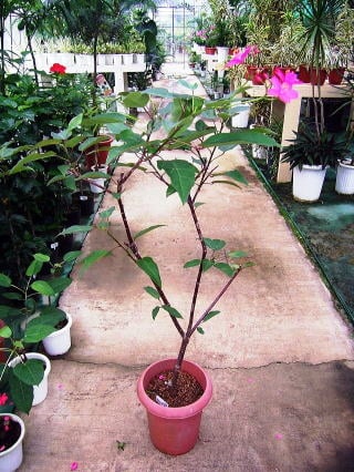 テイキンザクラ