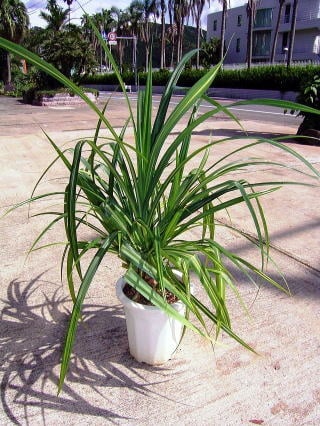 トゲナシタコノキ