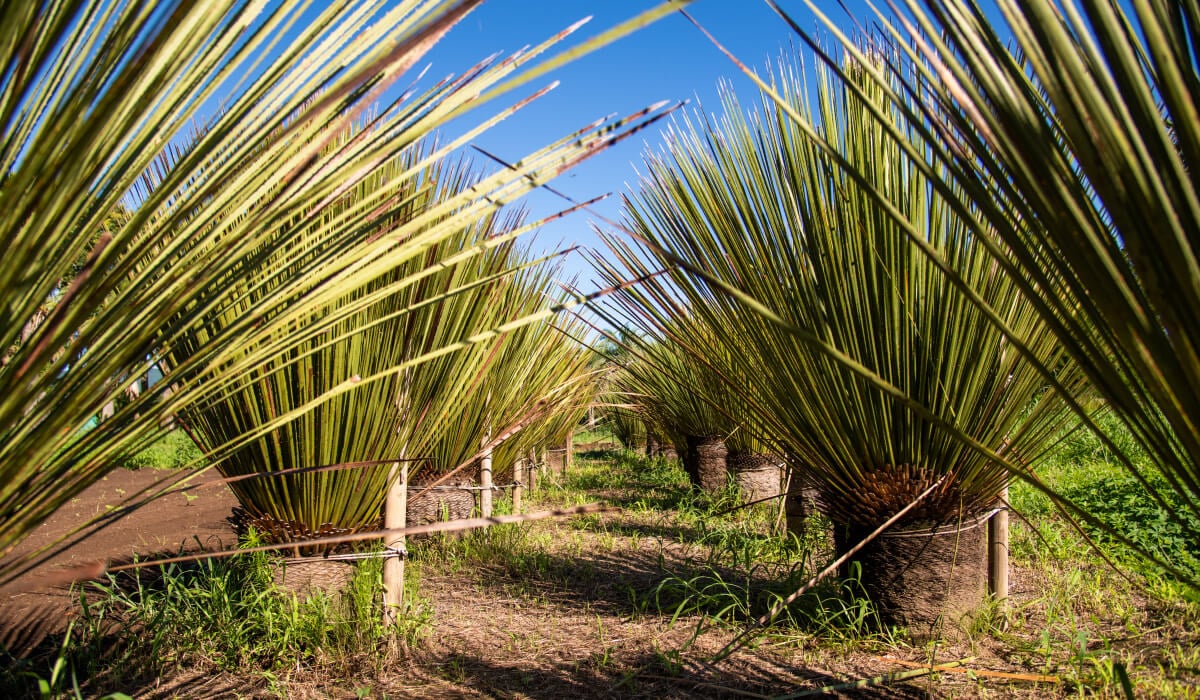 Cultivation yard with plants lined up for management