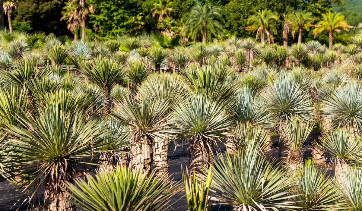 Open nursery field used for subtropical plant production