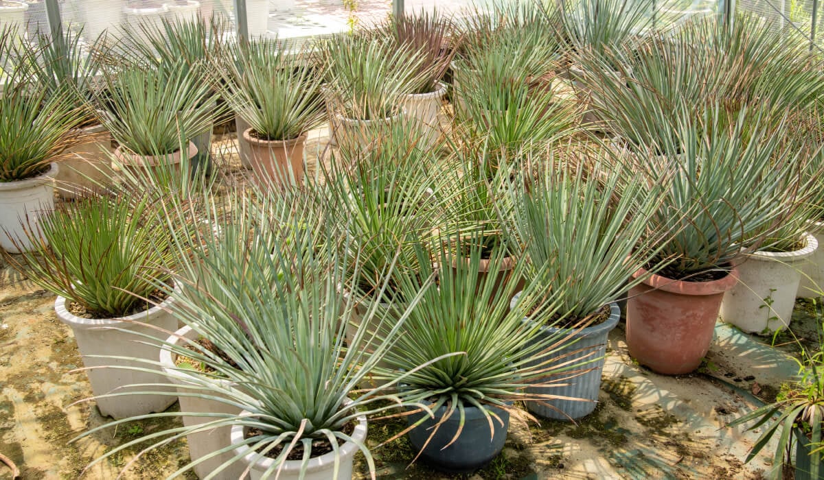 Farm lane surrounded by growing palms and foliage plants