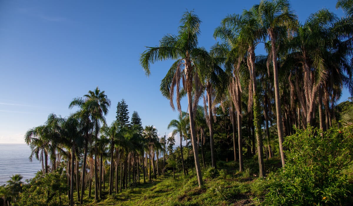 Working area used to prepare plants before shipment