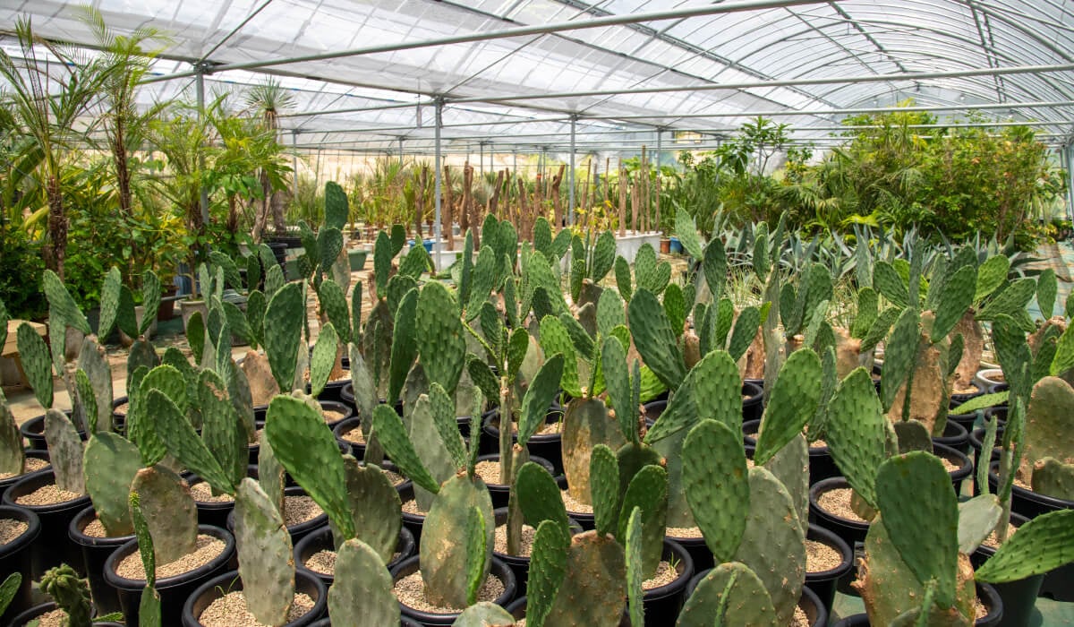 Production block showing the scale of the nursery