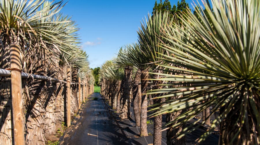Rows of subtropical plants growing in Miyazaki's climate