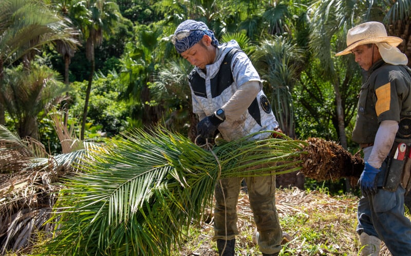 Staff checking plants in the nursery