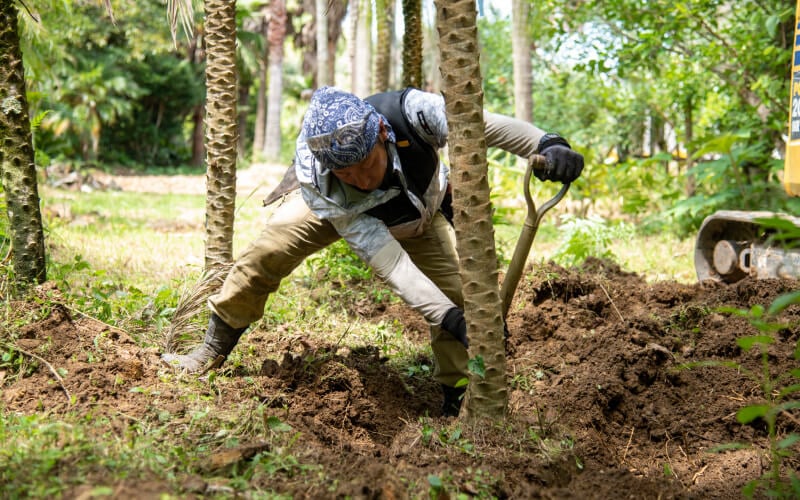 Work scene preparing plants for shipment