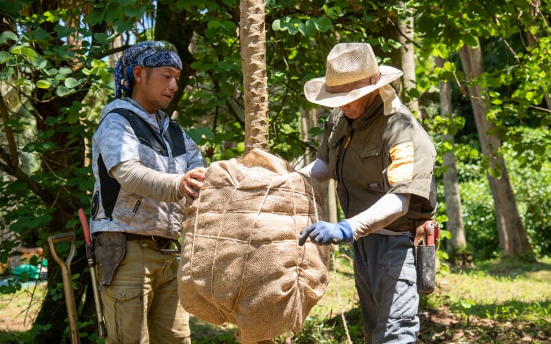 Handling and moving large plant material