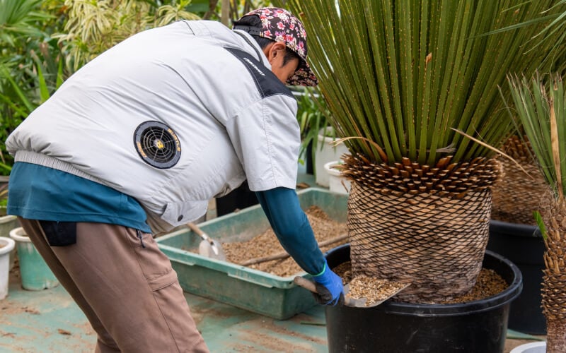 Staff carrying out maintenance work in the nursery