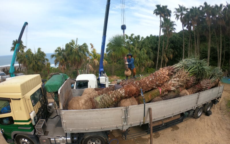 Daily work scene handling landscape plant material