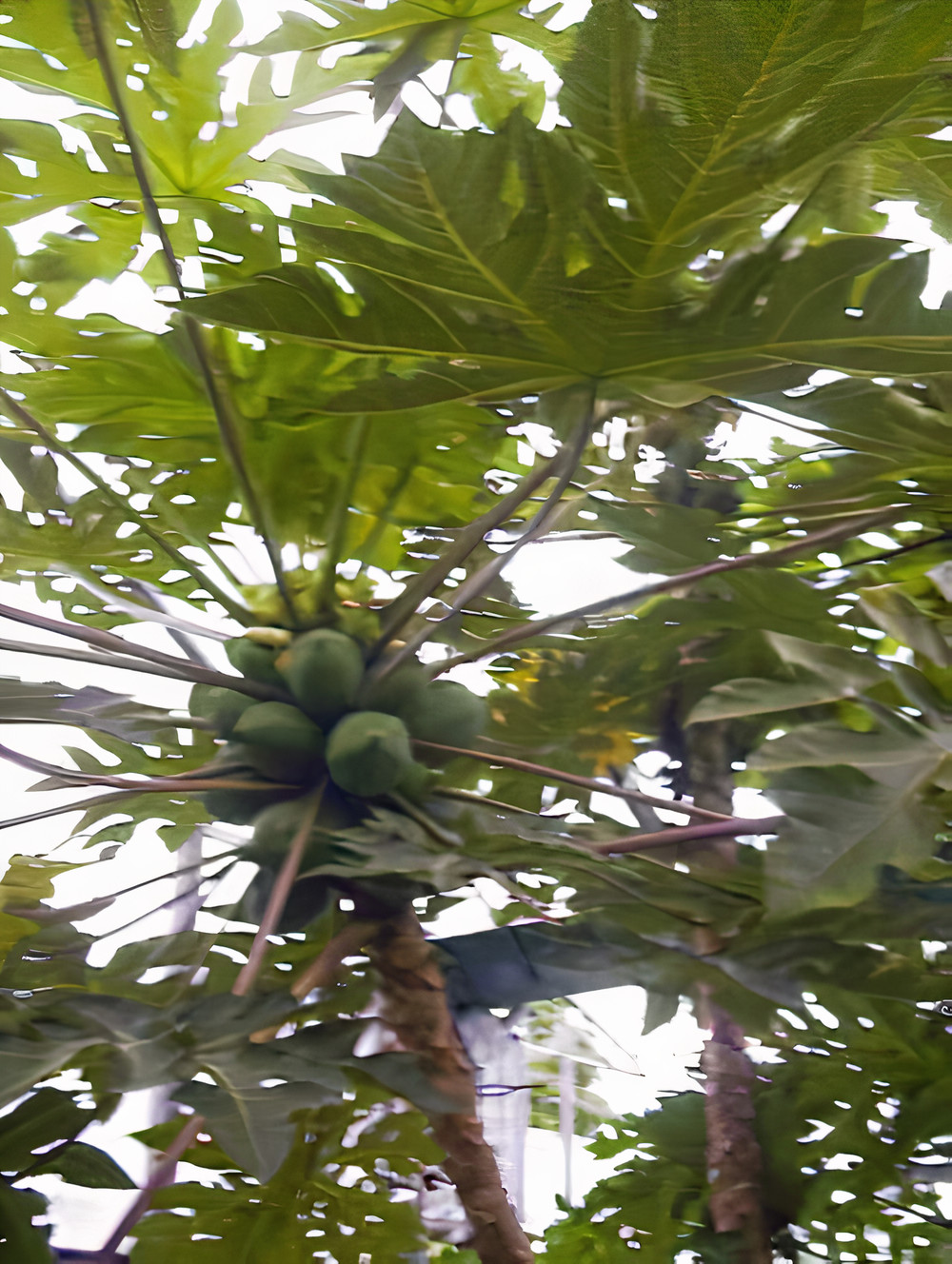 パパイア