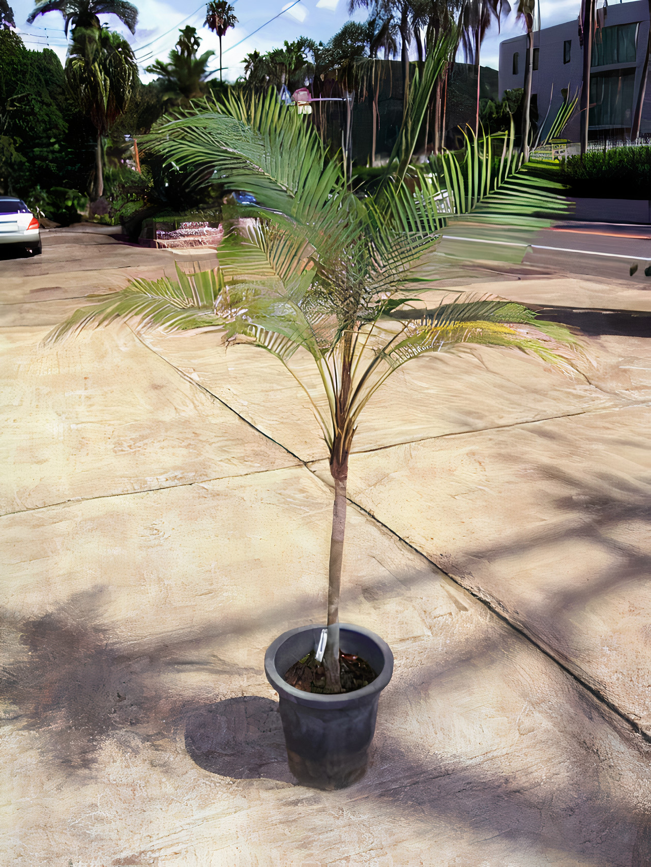 Miniature Coconut Palm