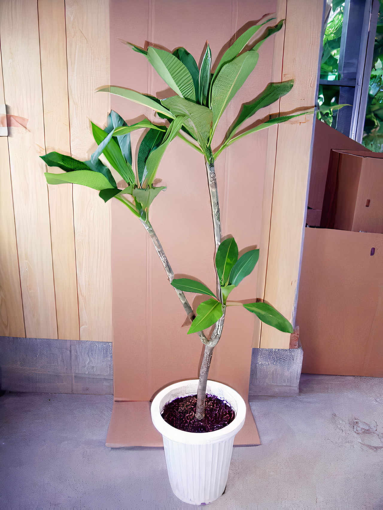 Plumeria