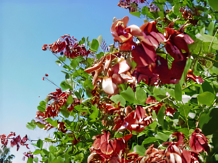 Cockspur Coral Tree