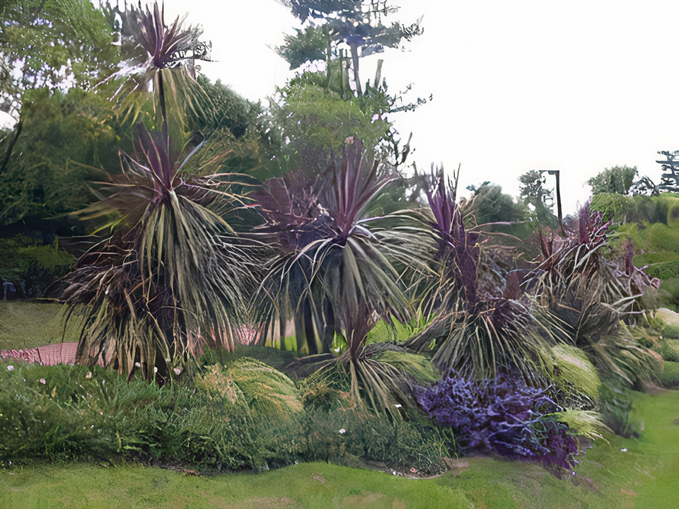 Red Cordyline