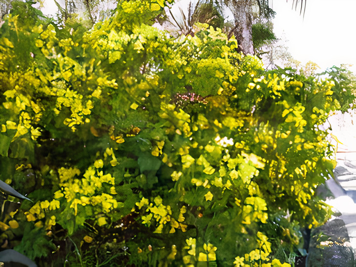 Small-leaf Cassia