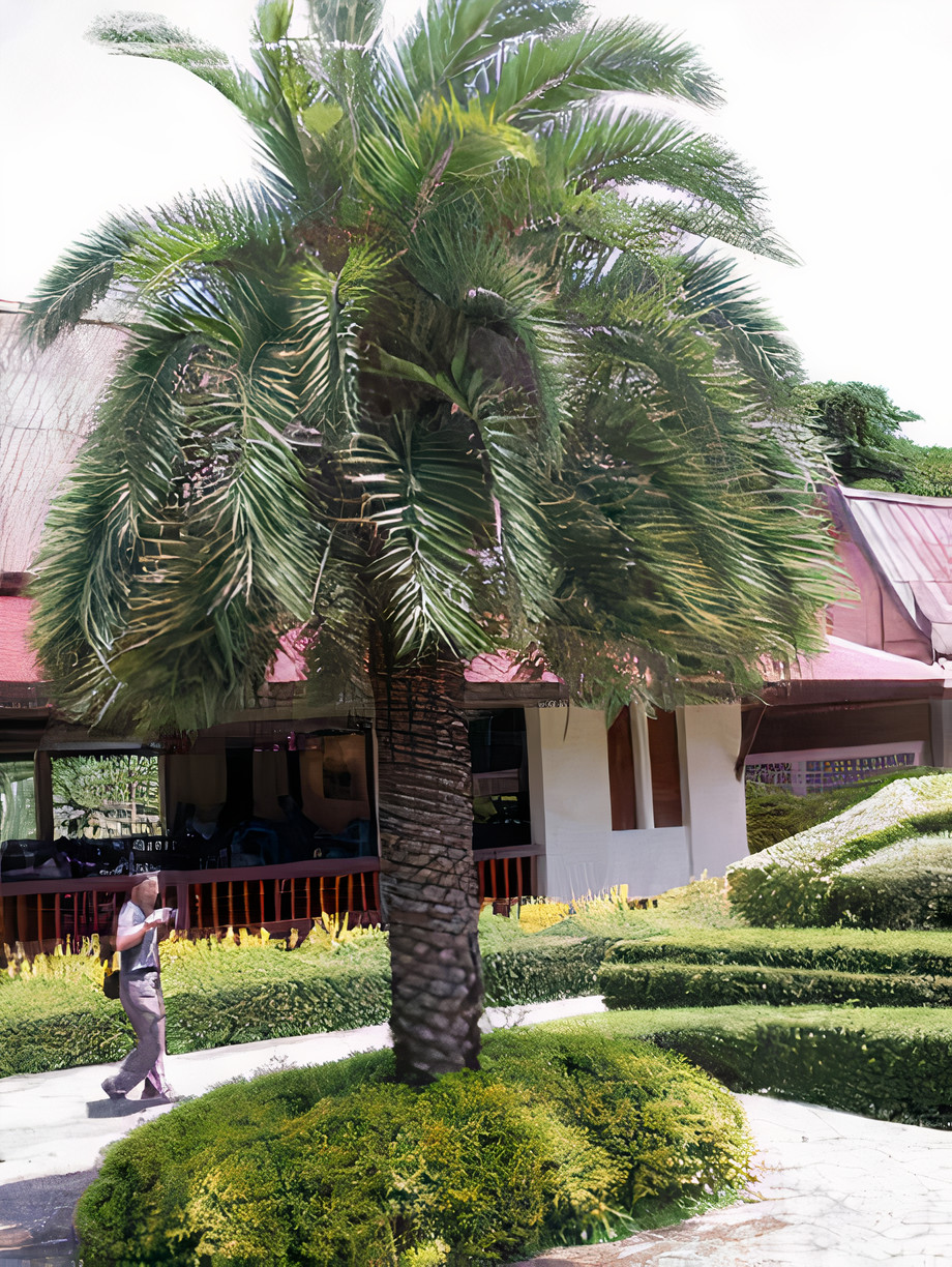 Dwarf Date Palm