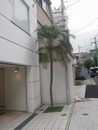Private Gardens and Residences / Shinno Palm #2